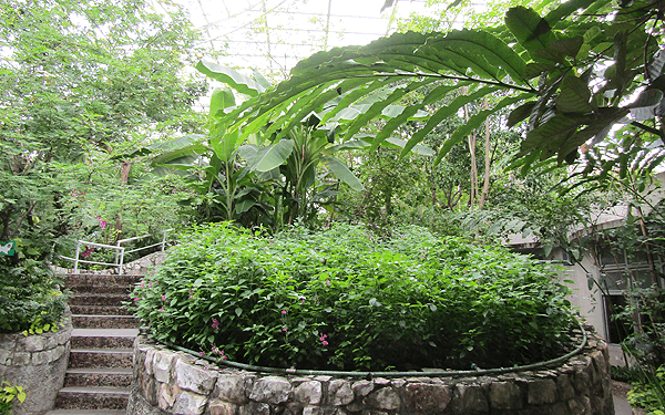 バンコクワチラベンチャタート公園の蝶の庭と昆虫館