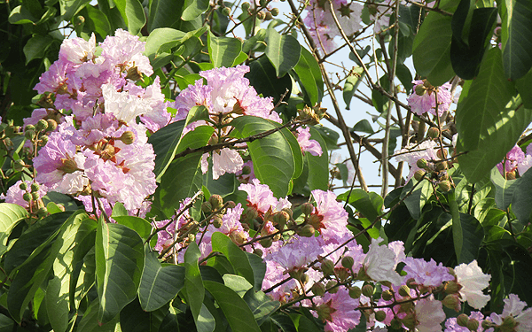 タイの桜チョンプー・パンティップ