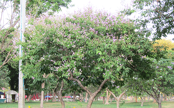 タイの桜チョンプー・パンティップ