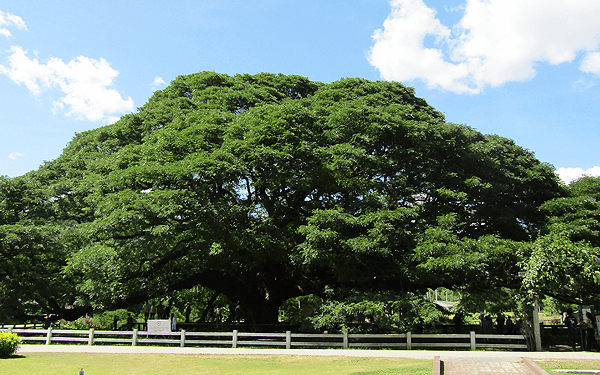 タイのカンチャナブリの巨大な合歓の木