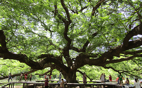 タイのカンチャナブリの巨大な合歓の木