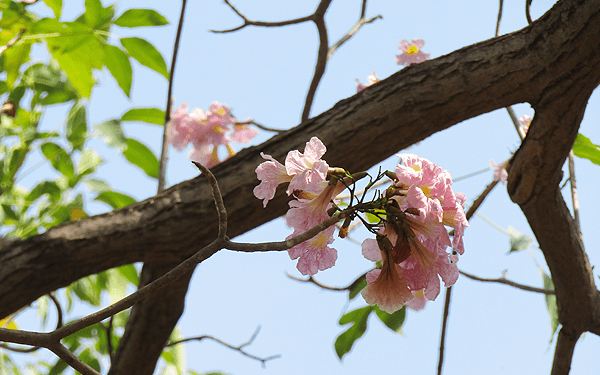 バンコクのワチラベンジャタット公園のタイ桜
