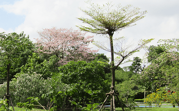 バンコクのワチラベンジャタット公園のタイ桜