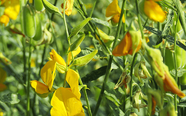 ワチラベンジャタット公園