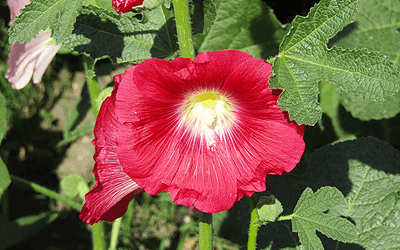 ワチラベンジャタット公園