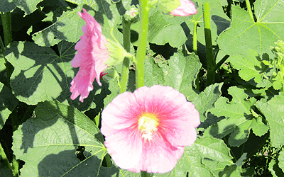 ワチラベンジャタット公園