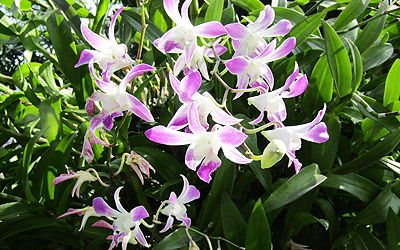 ワチラベンジャタット公園