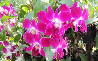 ワチラベンジャタット公園