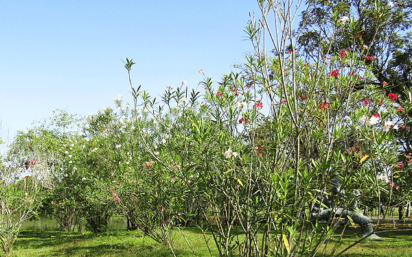 ワチラベンジャタット公園