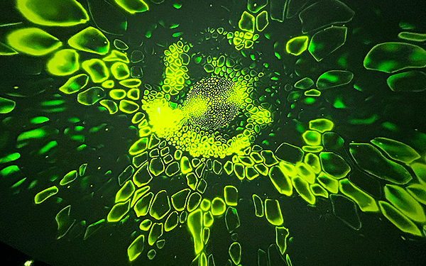 2026バンコクデザインウイーク