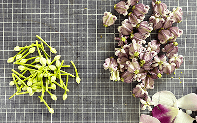 花細工、ランのマーライ